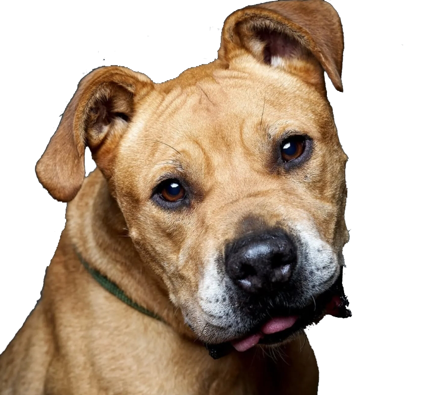 Dog training